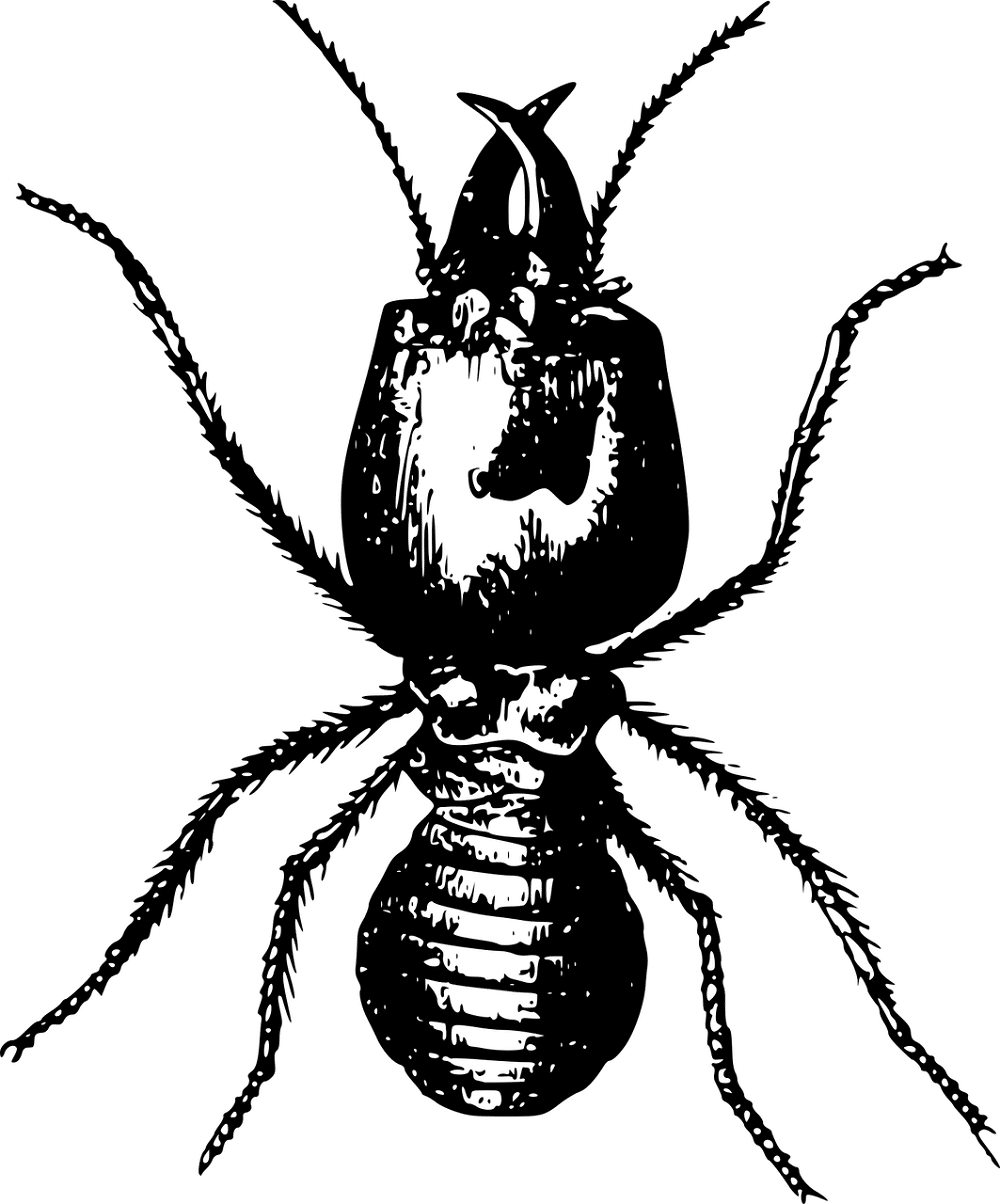 diagnostic termites obligatoire